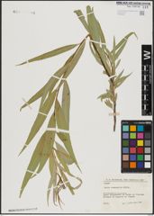 Foto von Salix acmophylla Boiss.